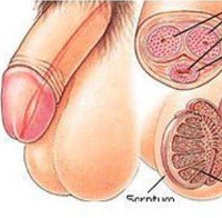 360°全面解析：增粗延长