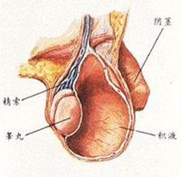 360°全面解析：鞘膜积液