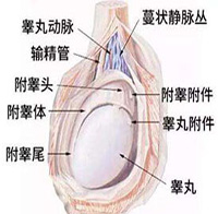 360°全面解析：睾丸炎
