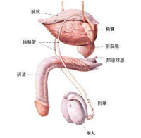 360°全面解析：勃起障碍